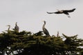 One Great Blue Heron flying and landing in a tree with several other herons Royalty Free Stock Photo