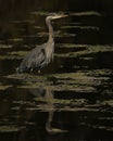 One Great Blue Heron standing in shallow water with algae and reflection Royalty Free Stock Photo