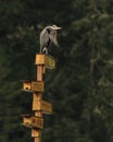 One Great Blue Heron standing on top of a tower of numbered bird houses Royalty Free Stock Photo