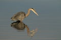 One Great Blue Heron standing in water and hunting with a rippled reflection Royalty Free Stock Photo