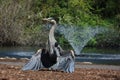 One Great Blue Heron sunning itself with spread wings in front of a fountain Royalty Free Stock Photo