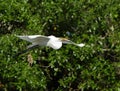 One Great egret gliding with green bushes as background