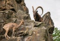One great Siberian ibex