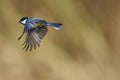 Great tit flying Royalty Free Stock Photo