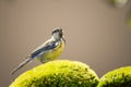 One great-tit with yellow chest perched on green moss
