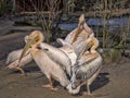 Great White Pelican, Pelecanus onocrotalus, cleans feathers Royalty Free Stock Photo