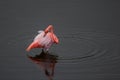 One Greater Flamingo standing in the water with duck