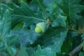 One green acorn on a branch of an oak tree Royalty Free Stock Photo