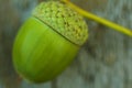 One green Acorn closeup on wooden background Royalty Free Stock Photo