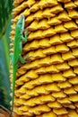 Green Anole and yellow Sago palm seeds