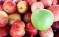 One green apple among group of many red apples Royalty Free Stock Photo