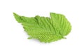 One green blackberry leaf isolated on white Royalty Free Stock Photo