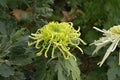 One green chrysanthemum flowers blossoms Royalty Free Stock Photo