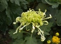 One green chrysanthemum flowers looks like curve hair Royalty Free Stock Photo