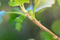 One green Cicada - Buffalo treehopper in nature