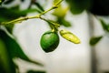 One green citrus lime fruit on tree branch in sunshine Royalty Free Stock Photo