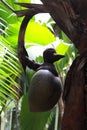 One green coco de mer coconut on a palm tree