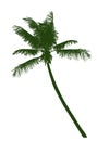 One green coconut tree on white background Royalty Free Stock Photo