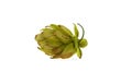 One green cone of hop Royalty Free Stock Photo