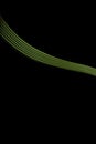 Green curve light lines on a black background