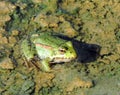 Green frog on moss in river, Lithuania Royalty Free Stock Photo