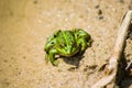 One green frog on sand, front view Royalty Free Stock Photo