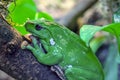 One green frog Royalty Free Stock Photo