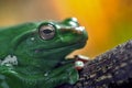 One green frog or toad Royalty Free Stock Photo