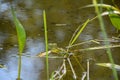 One   green frog in the water of a pond with a lot of tadpoles Royalty Free Stock Photo