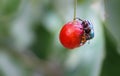 One Green fruit beetle on a cherry. Royalty Free Stock Photo