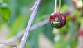 One green fruit beetles eating a cherry. Royalty Free Stock Photo