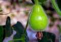 Green gourds, Cucurbita pepo var giromontina