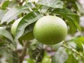 One green grapefruit on branch in focus