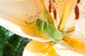 One green grasshopper sits on a yellow lily flower