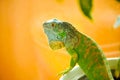 One green iguana