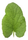 One green leaf Royalty Free Stock Photo