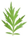 One green leaf