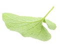 One green leaf Royalty Free Stock Photo