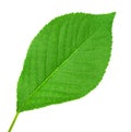 One green leaf of cherry-tree Royalty Free Stock Photo