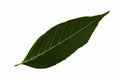 One green leaf of common ash is isolated on the white background underside of the leaf Royalty Free Stock Photo
