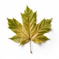 one green leaf isolate ,white background - generative Ai illustration Royalty Free Stock Photo