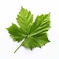 one green leaf isolate ,white background - generative Ai illustration Royalty Free Stock Photo