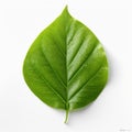 one green leaf isolate ,white background - generative Ai illustration Royalty Free Stock Photo