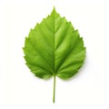 one green leaf isolate ,white background - generative Ai illustration Royalty Free Stock Photo