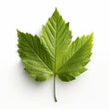 one green leaf isolate ,white background - generative Ai illustration Royalty Free Stock Photo