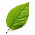 one green leaf isolate ,white background - generative Ai illustration Royalty Free Stock Photo