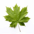one green leaf isolate ,white background - generative Ai illustration Royalty Free Stock Photo