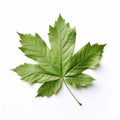 one green leaf isolate ,white background - generative Ai illustration Royalty Free Stock Photo