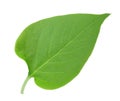 One green leaf of lilac Royalty Free Stock Photo