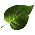 One green leaf of lilac isolated on white background, bottom side of leaf Royalty Free Stock Photo